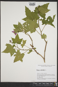 Rubus odoratus image