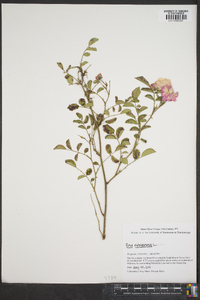 Rosa rubiginosa image