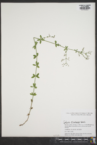 Galium orizabense image