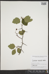 Crataegus iracunda image