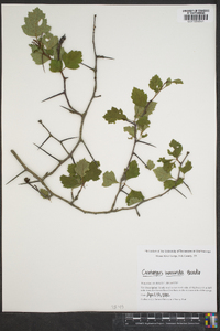 Crataegus iracunda image