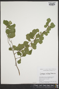 Crataegus uniflora image