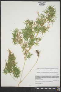 Dichanthelium dichotomum var. ramulosum image