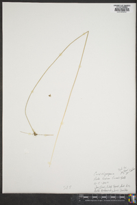 Carex oligosperma image