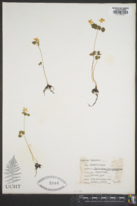 Thalictrum thalictroides image