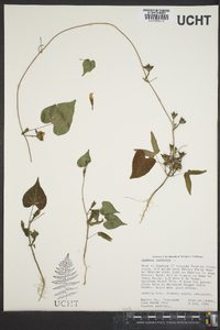 Ipomoea lacunosa image