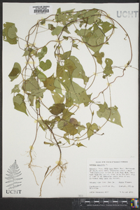 Ipomoea lacunosa image