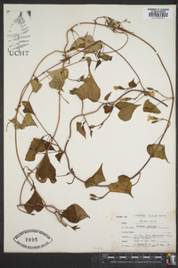 Ipomoea lacunosa image