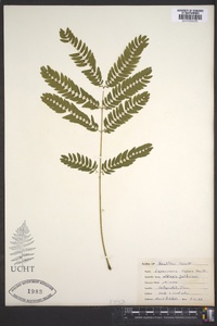 Albizia julibrissin image