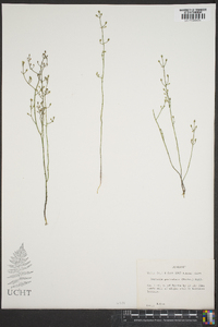 Bartonia paniculata image