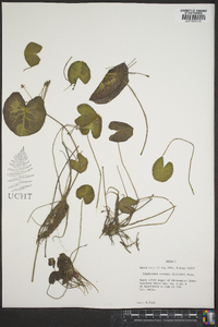 Nymphoides cordata image