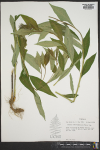 Amsonia tabernaemontana image