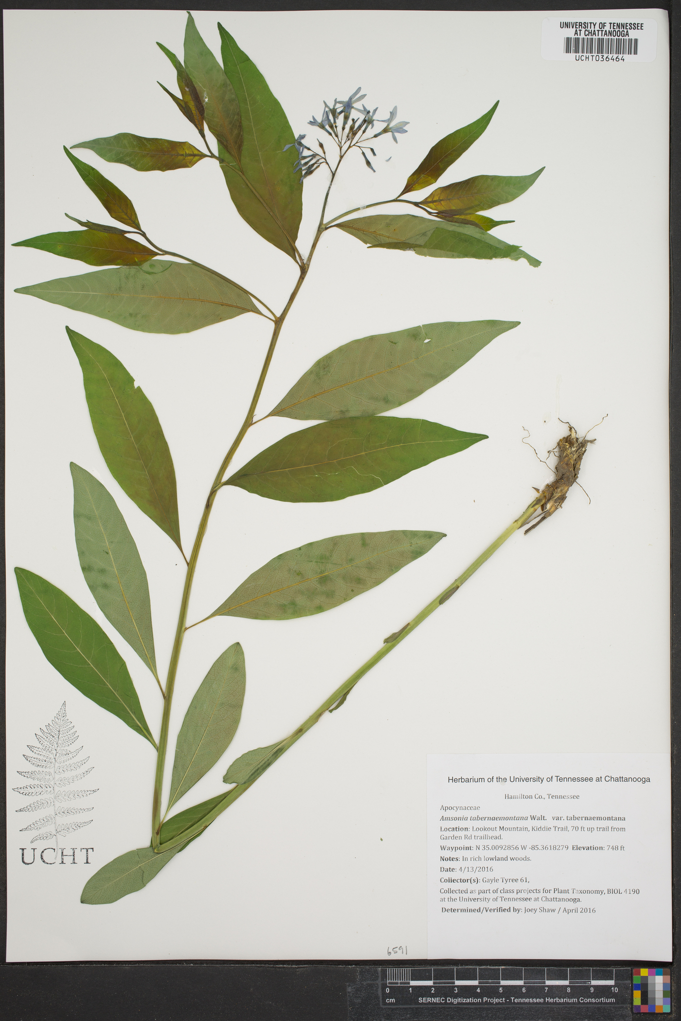 Amsonia tabernaemontana var. tabernaemontana image