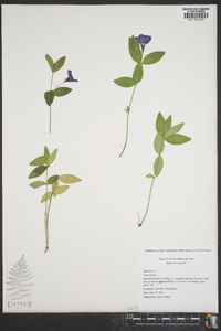 Vinca minor image