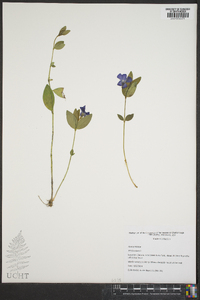 Vinca minor image