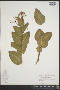 Asclepias humistrata image