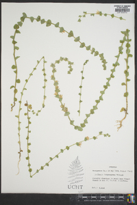 Specularia lamprosperma image