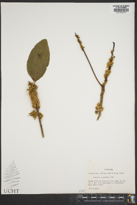 Cuscuta compacta image