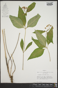 Asclepias quadrifolia image