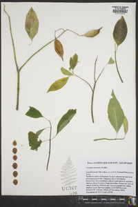 Asclepias perennis image