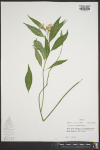 Asclepias perennis image