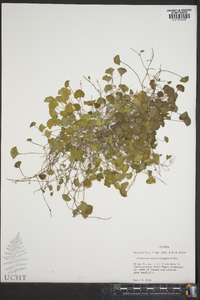 Dichondra carolinensis image