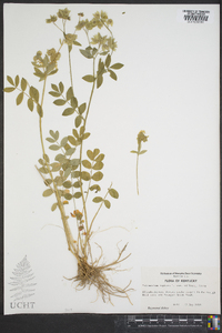 Polemonium reptans var. villosum image