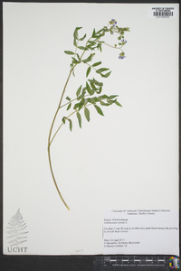 Polemonium reptans image