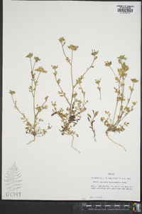 Collomia heterophylla image