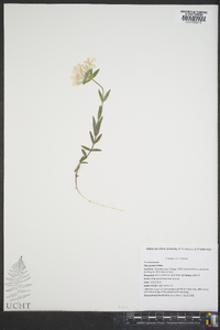 Phlox amoena image