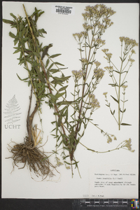 Chromolaena ivifolia image