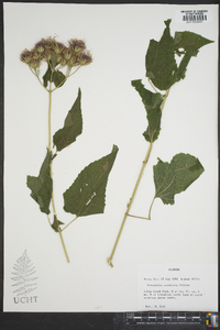 Brickellia cordifolia image