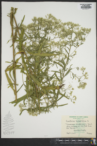 Eupatorium hyssopifolium image