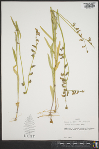 Lobelia flaccidifolia image