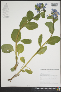 Mertensia virginica image