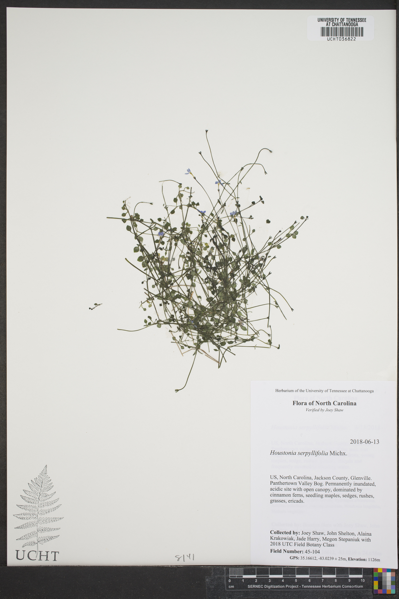 Houstonia serpyllifolia image