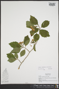 Crataegus calpodendron image