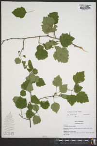 Crataegus iracunda image