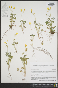 Oxalis priceae image