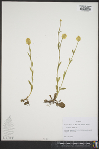 Polygala lutea image