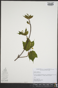 Acer pensylvanicum image