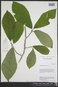 Magnolia acuminata image