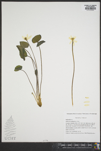 Jeffersonia diphylla image