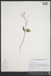 Cardamine angustata image