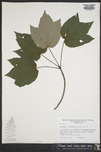 Acer rubrum var. trilobum image