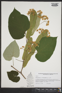 Tilia americana var. heterophylla image