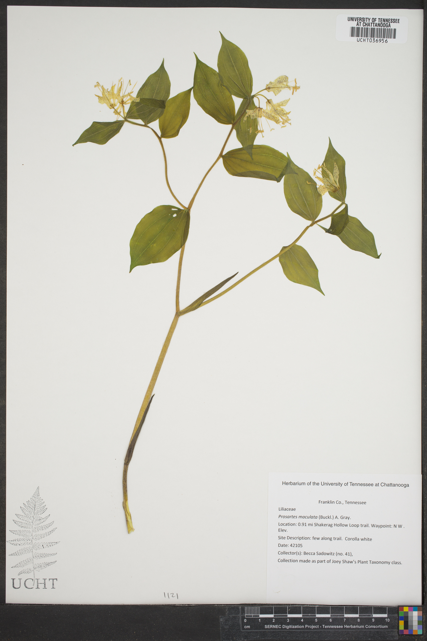 Prosartes maculata image