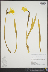 Narcissus pseudonarcissus image