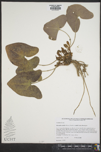Hexastylis arifolia image