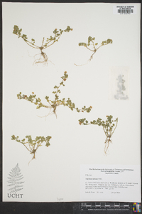 Trifolium dubium image